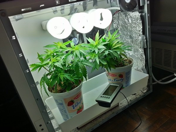 pc growbox do uprawy marihuany konopi