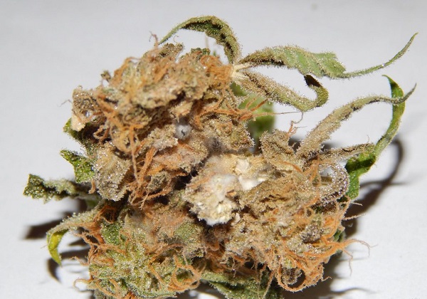 pleśń konopi marihuany