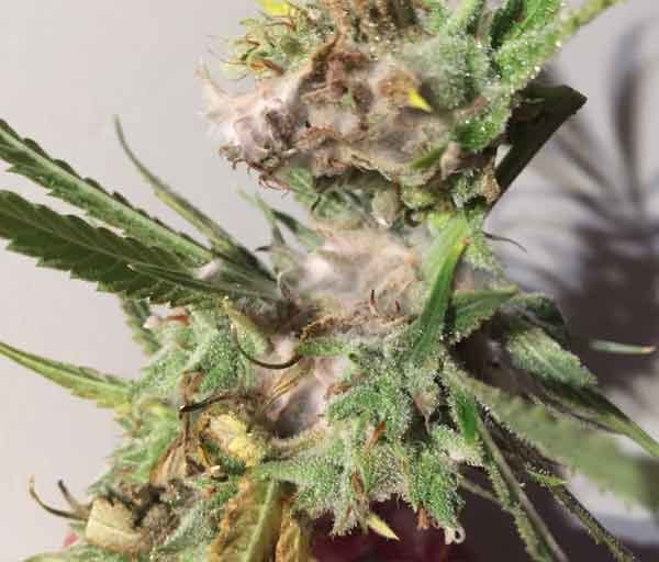 pleśń konopi marihuany