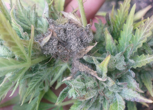 pleśń konopi marihuany