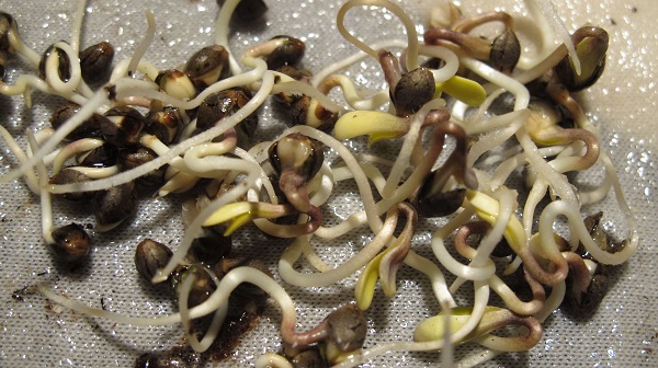 precrushing kiełkowanie nasion marihuany