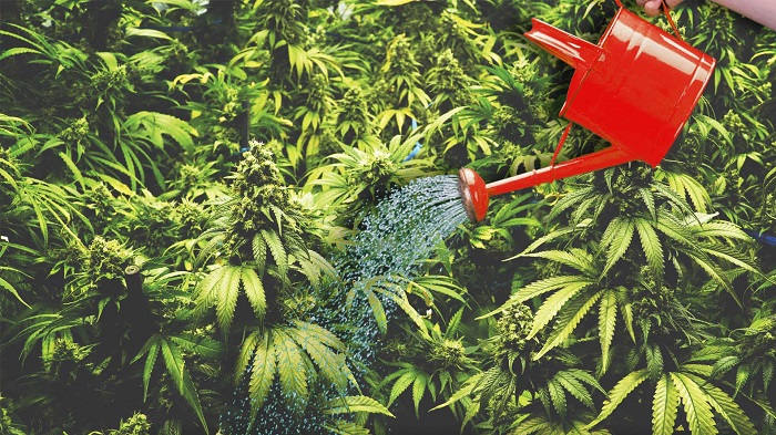 przelanie marihuany