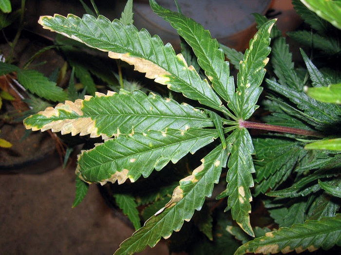 przenawożenie marihuany