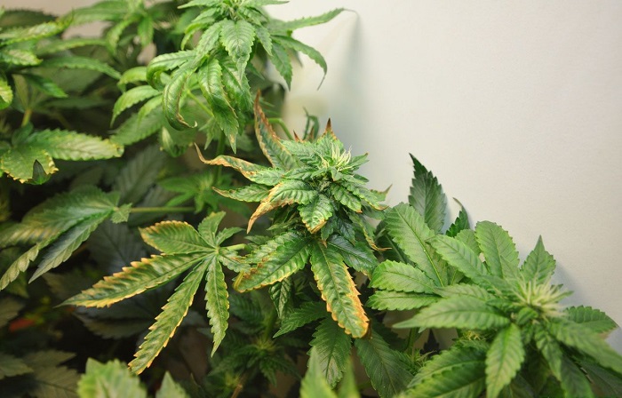 przenawożenie marihuany