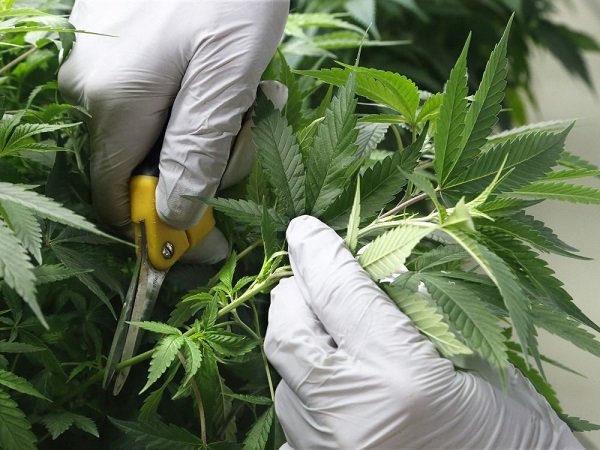 przycinanie marihuany