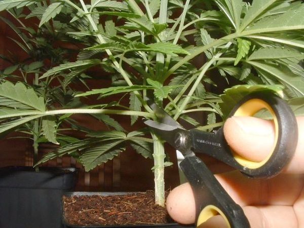 przycinanie marihuany