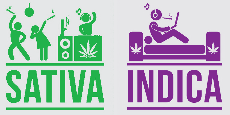 sativa indica różnice marihuany