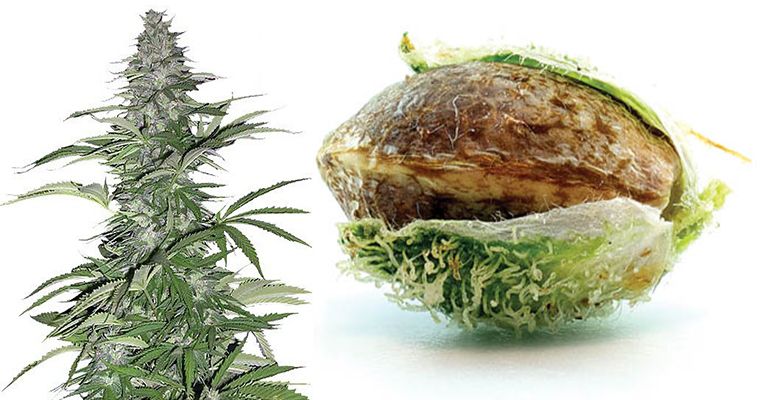 seedbank