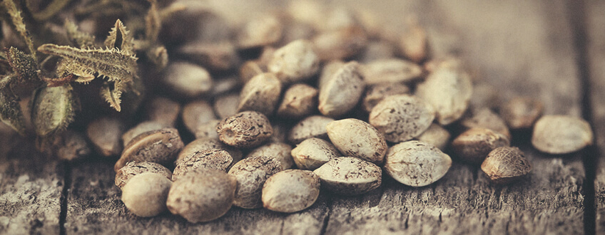 seedbank