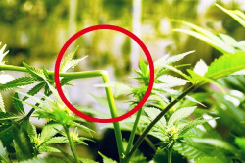 super cropping marihuany konopi