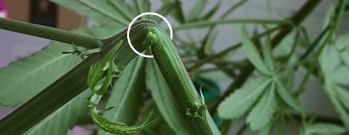 super cropping marihuany konopi