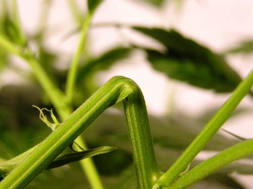 super cropping marihuany konopi