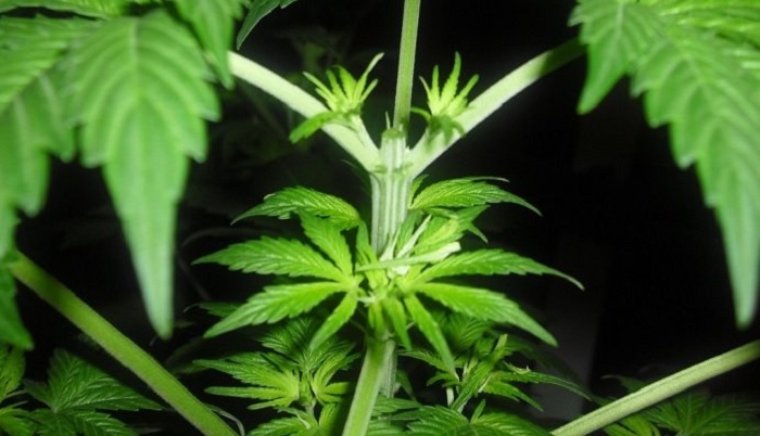 topping marihuany konopi