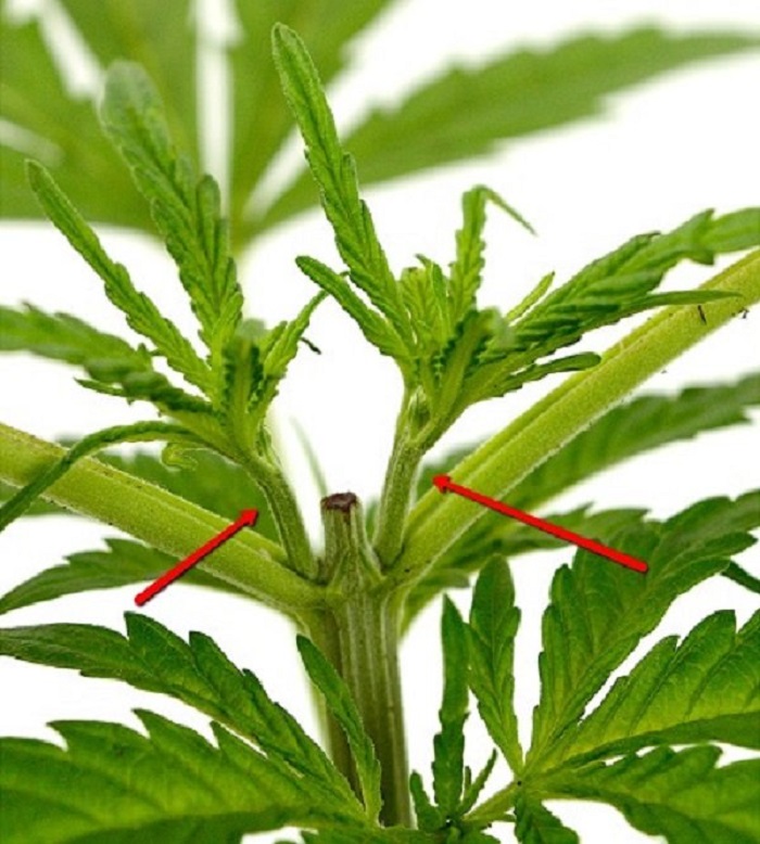 topping konopi marihuany