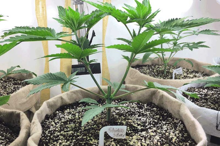 topping marihuany konopi