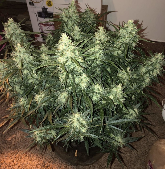 trening fim konopi marihuany