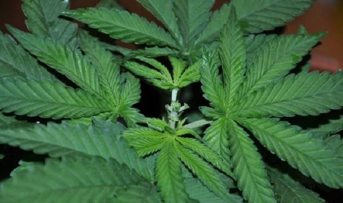 trening-fim-konopi-marihuany