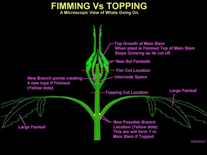 trening fim marihuany