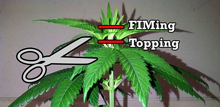 trening fim marihuany