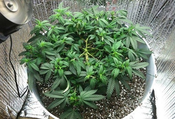 trening lst marihuany