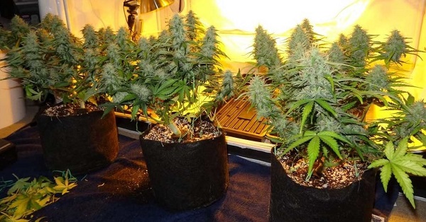 trening lst marihuany konopi