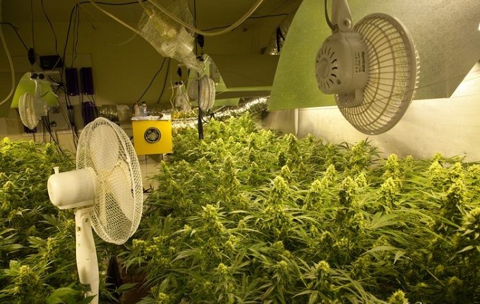 uprawa konopi wentylacja