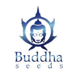 BUDDHA SEEDS