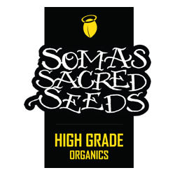 SOMA SEEDS