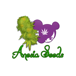 ANESIA SEEDS