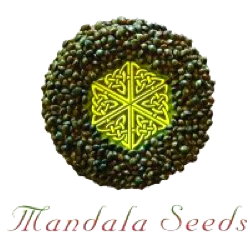 MANDALA SEEDS