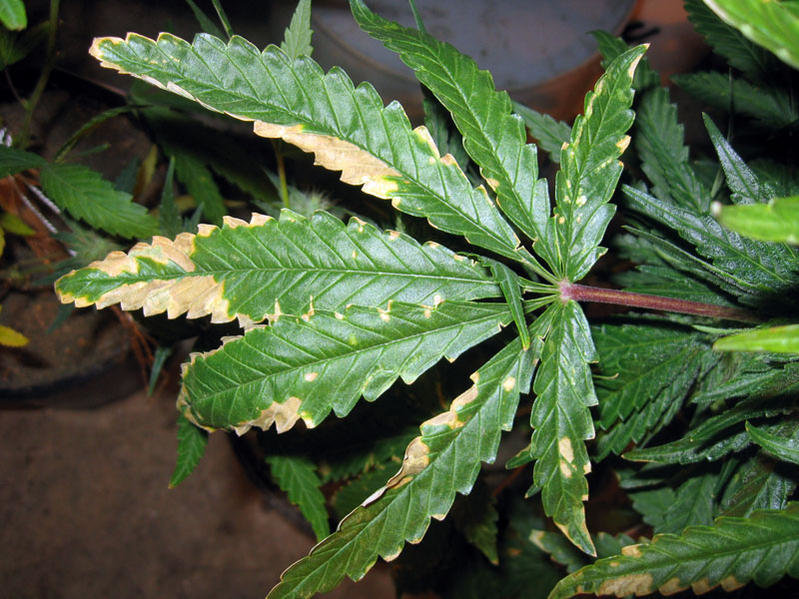 Przenawożenie marihuany