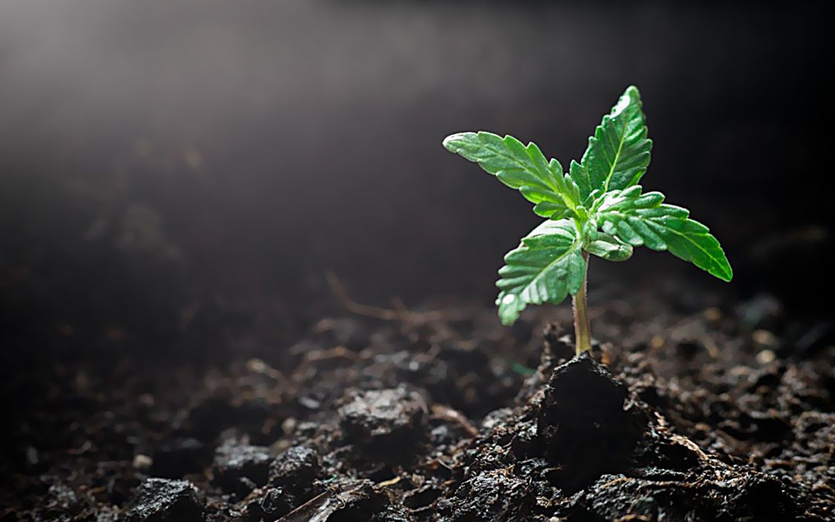 Wszystko o pH ziemi do marihuany