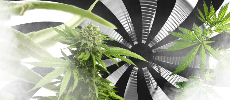 wentylacja w uprawie konopi