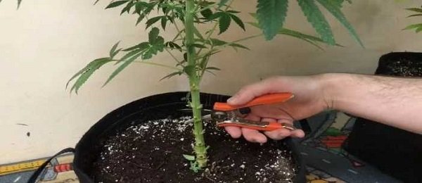 Przycinanie marihuany