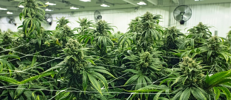 Trening Screen of Green SCROG ekran zieleni