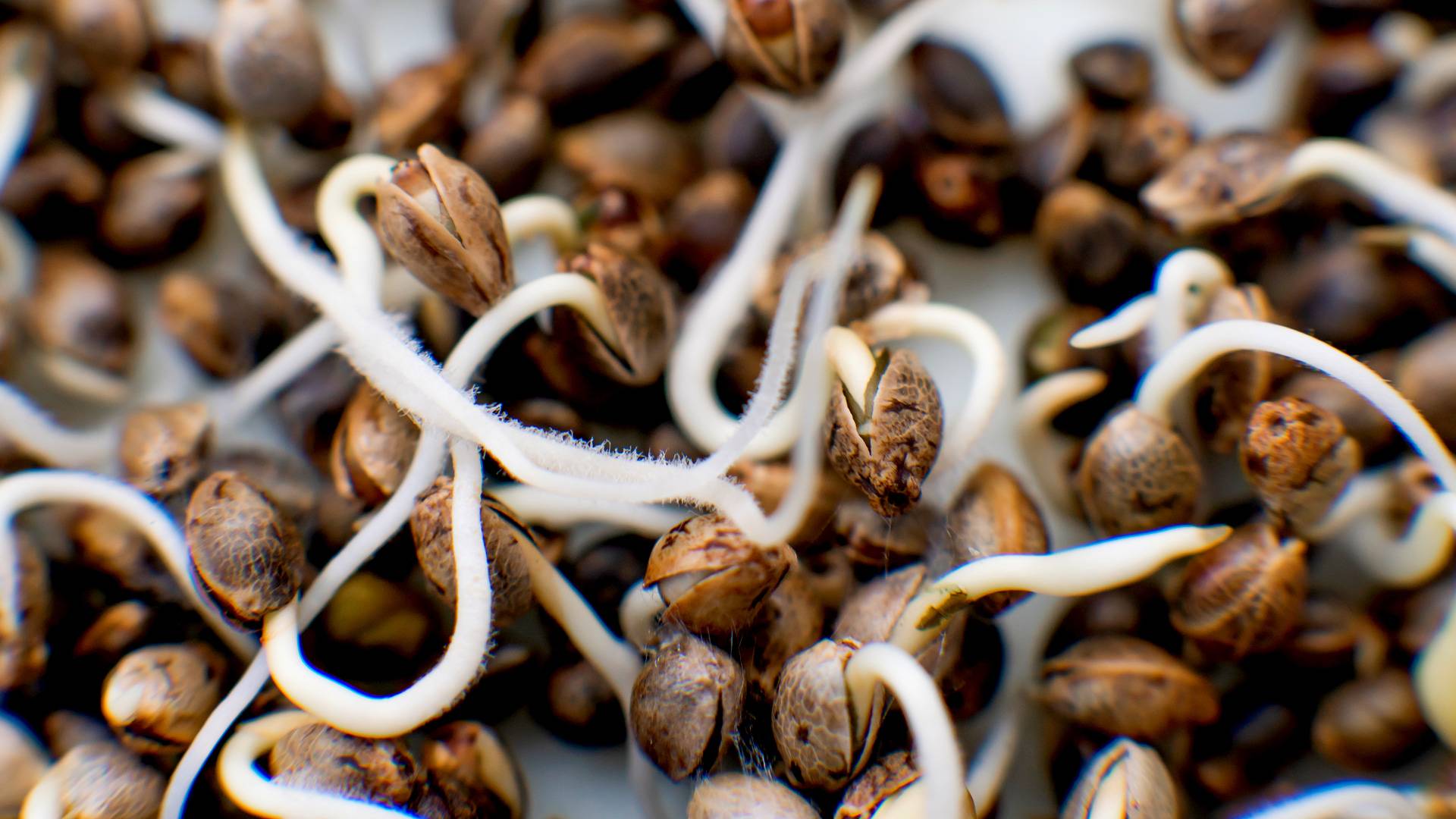 Kiełkowanie nasion marihuany