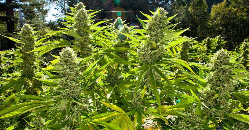 Hybrydowe odmiany marihuany