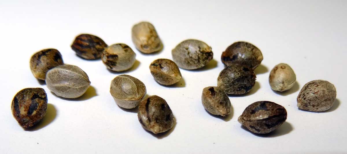 Seedbank