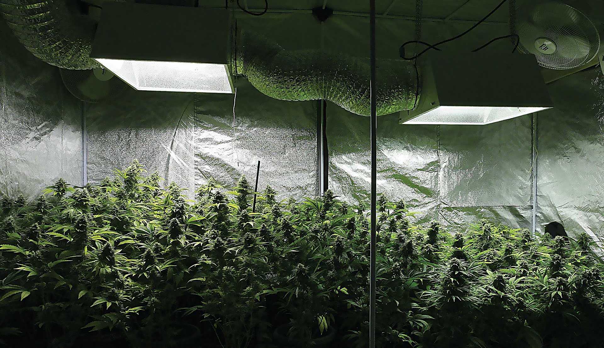 Marihuana indoor 