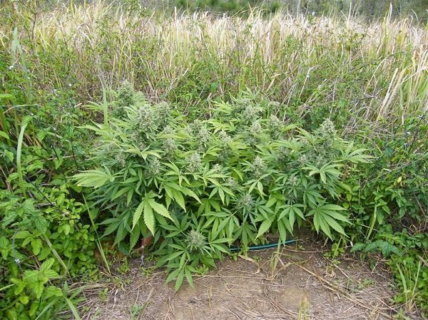 Uprawa automatów outdoor