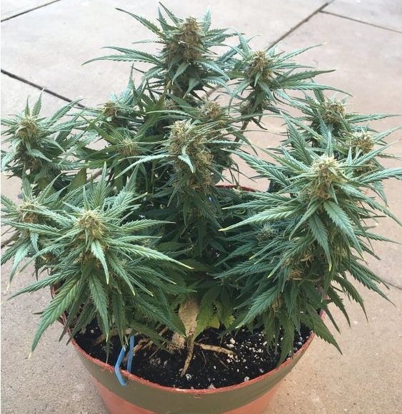 automaty indoor fotorelacja