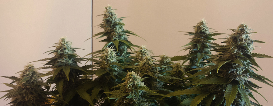 niskie odmiany marihuany
