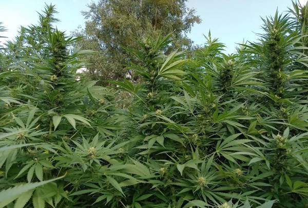 Fotorelacja outdoor konopi