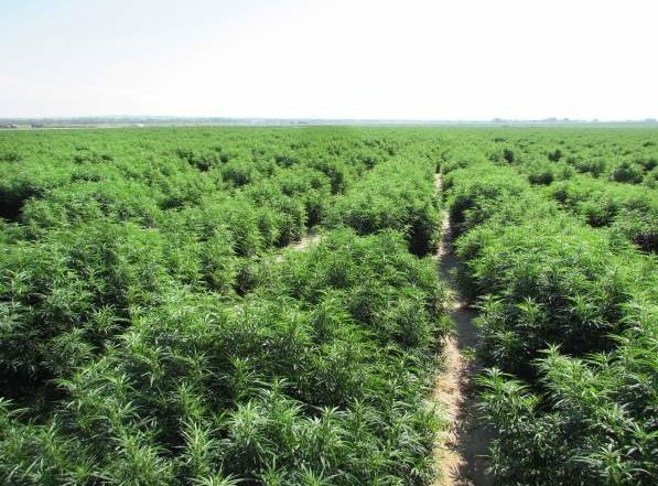 Hodowla outdoor marihuany