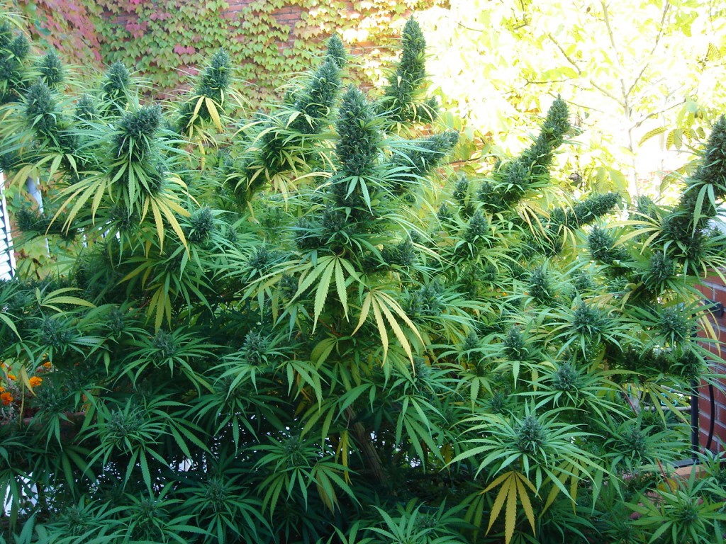 Marihuana outdoor