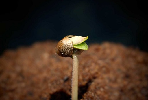 kiełkowanie nasion marihuany