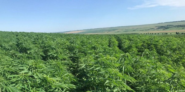 Odmiana konopi Futura 75 CBD