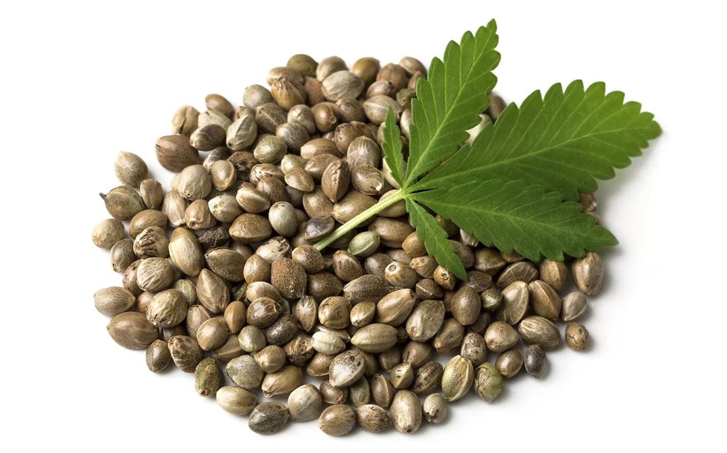 Jak wyglądają nasiona marihuany