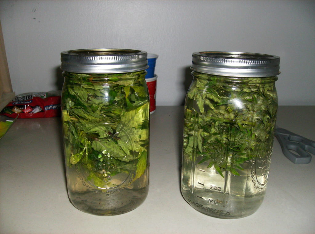 water curing marihuany