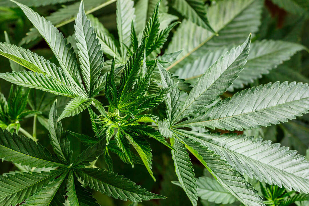 Marihuana nie chce kwitnąć